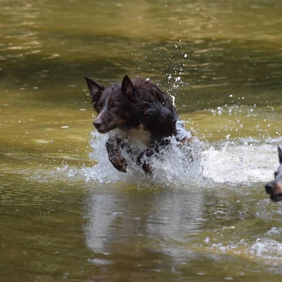 Meet your Posher, Amy - Picture 1 of 1